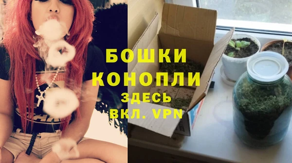 прущие грибы Бородино